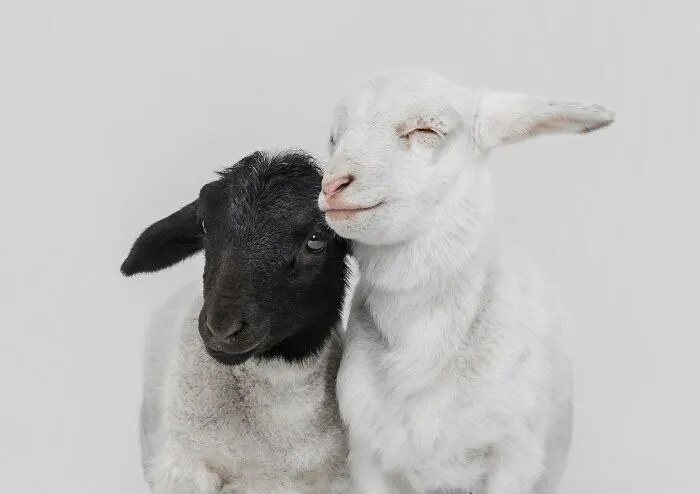 20 Powerful Photos From The 2026 Animal Kingdom Competition By Life Framer