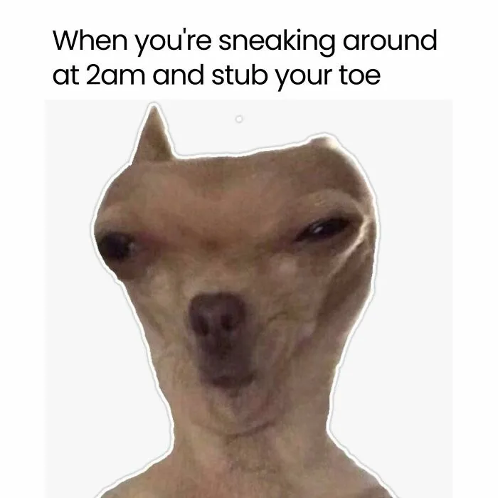 Weird dog face meme about sneaking around at night and stubbing toe