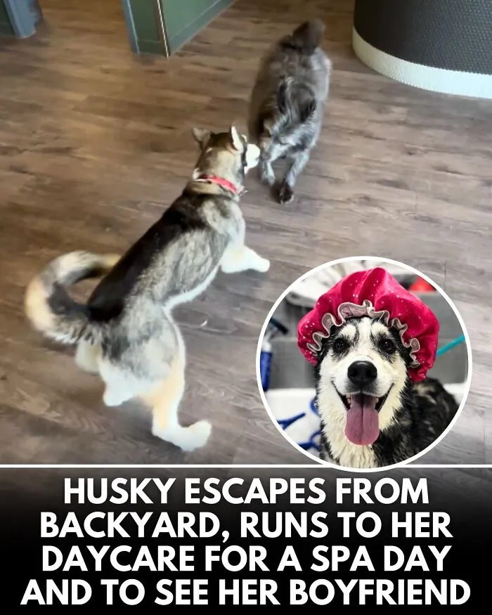 From Rescue Miracles To Emotional Reunions: 32 New Dog Stories Shared By 'We Rate Dogs' 