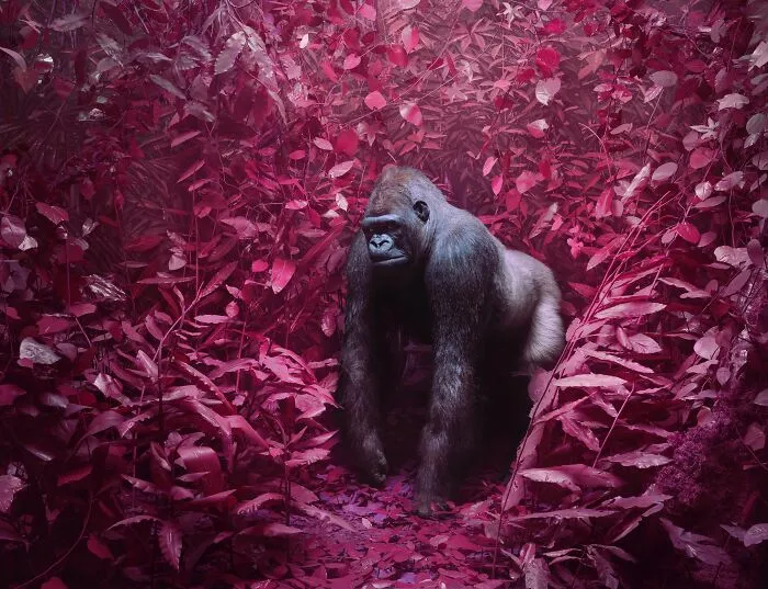 20 Powerful Photos From The 2026 Animal Kingdom Competition By Life Framer