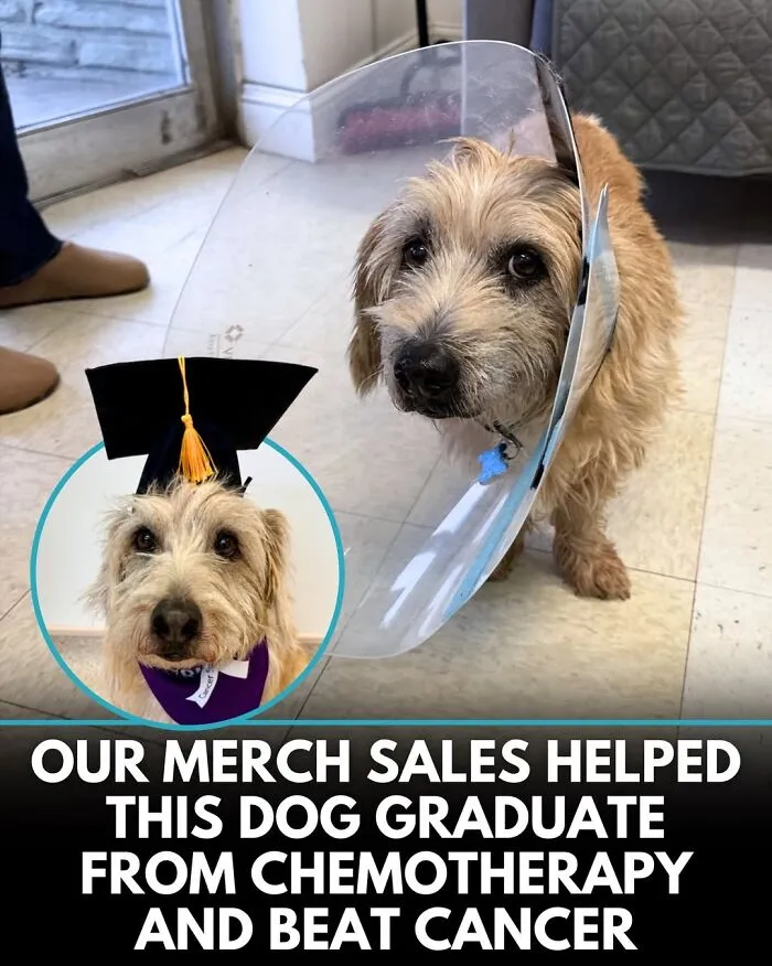 From Rescue Miracles To Emotional Reunions: 32 New Dog Stories Shared By 'We Rate Dogs' 
