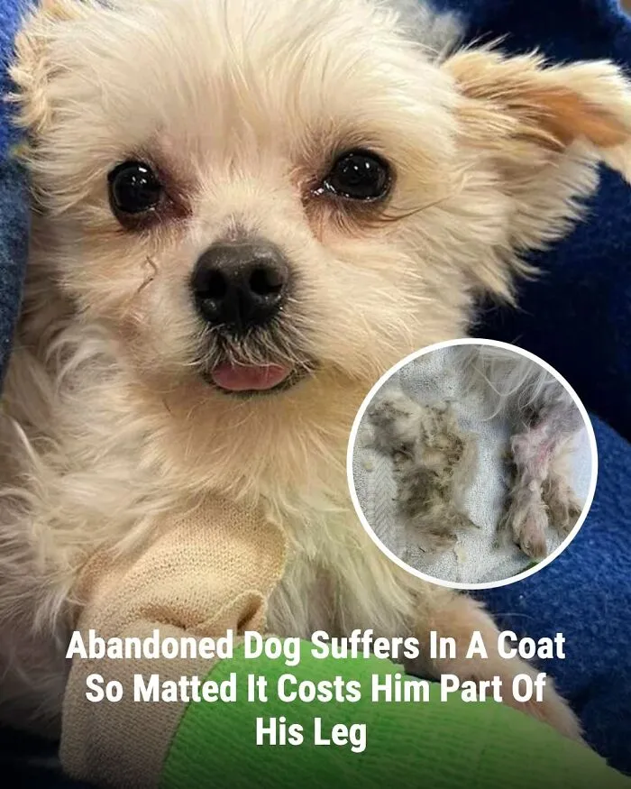 This Page Shared The Stories Of 28 Animals Whose Lives Changed After Someone Finally Came To Help