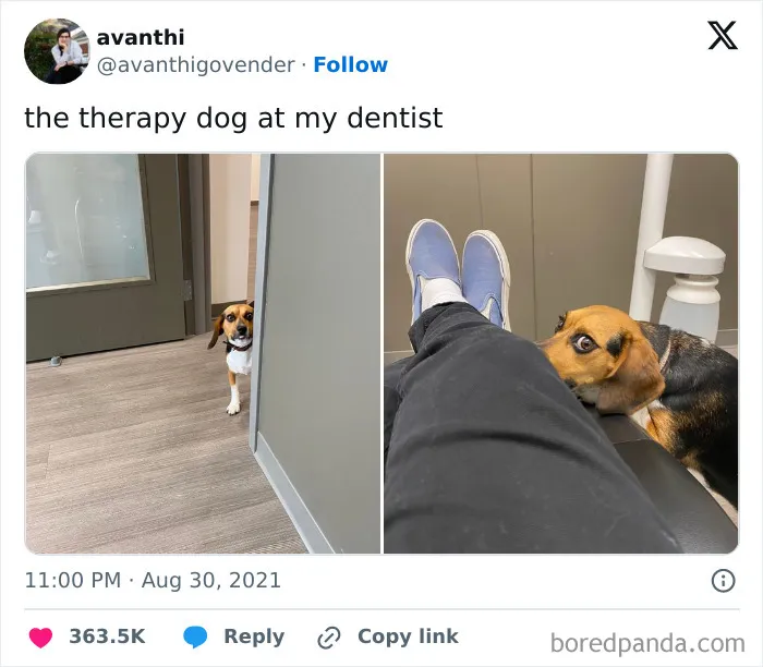 Therapy Dog