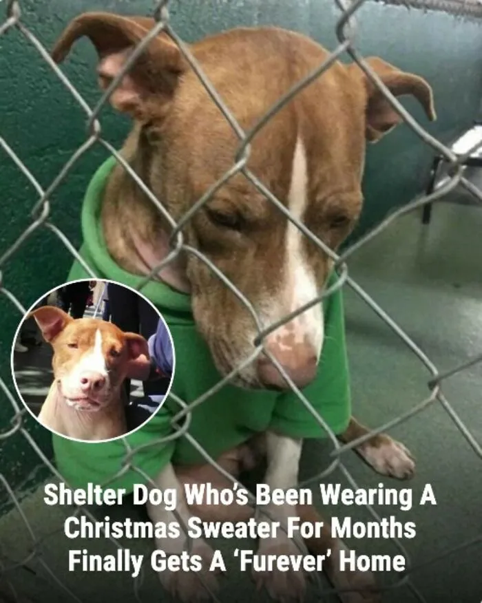 This Page Shared The Stories Of 28 Animals Whose Lives Changed After Someone Finally Came To Help