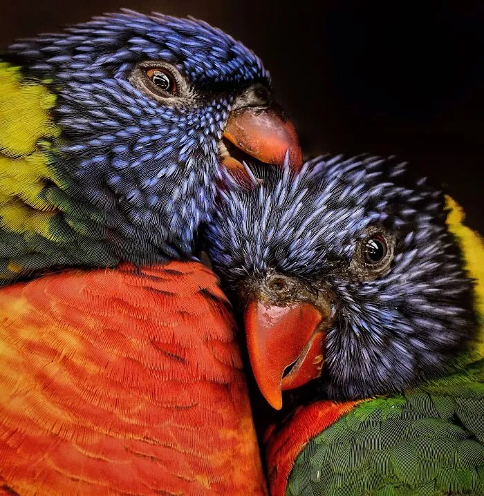 20 Powerful Photos From The 2026 Animal Kingdom Competition By Life Framer