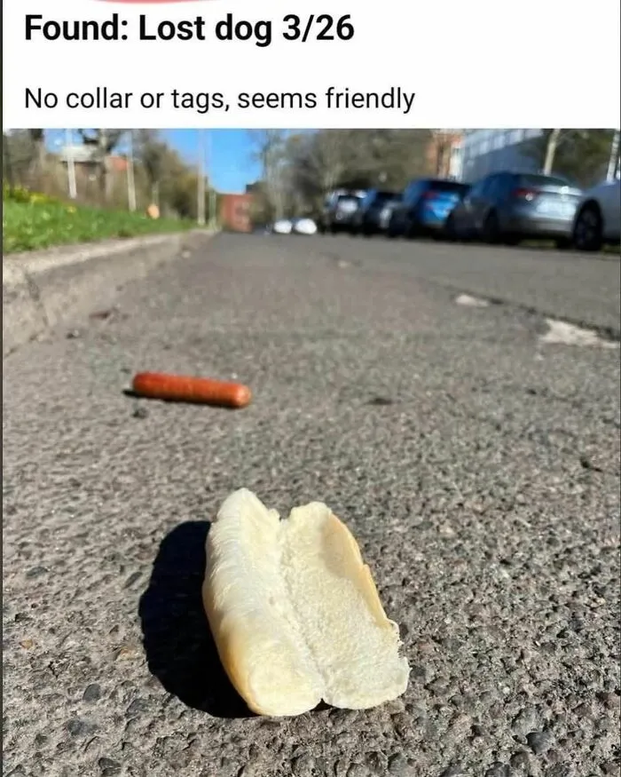 Lost dog poster shows hot dog sausage and bread bun on pavement