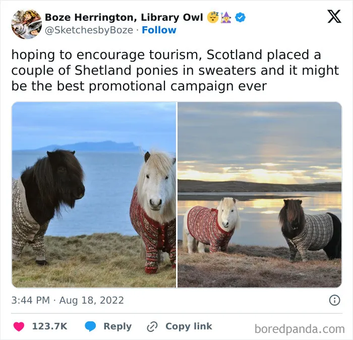 77 Pure And Funny Animal Memes To Calm Your Brain (New Pics)