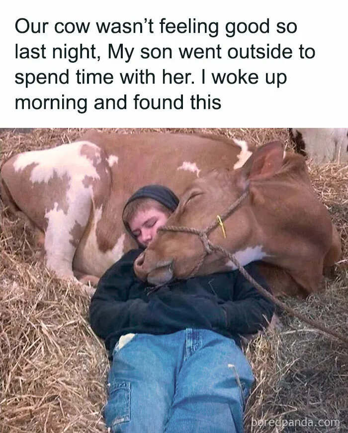 69 Vegan Memes That Never Get Old 