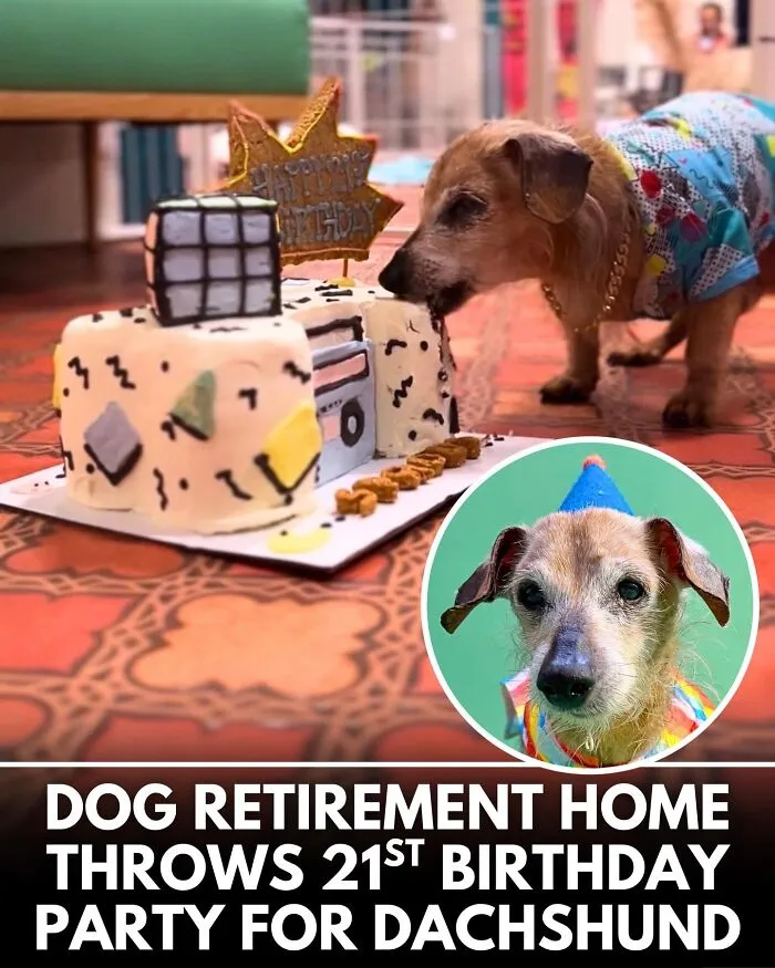 From Rescue Miracles To Emotional Reunions: 32 New Dog Stories Shared By 'We Rate Dogs' 