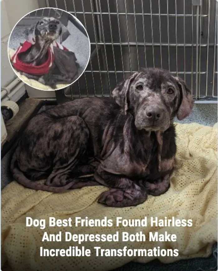 This Page Shared The Stories Of 28 Animals Whose Lives Changed After Someone Finally Came To Help