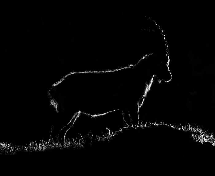 20 Powerful Photos From The 2026 Animal Kingdom Competition By Life Framer