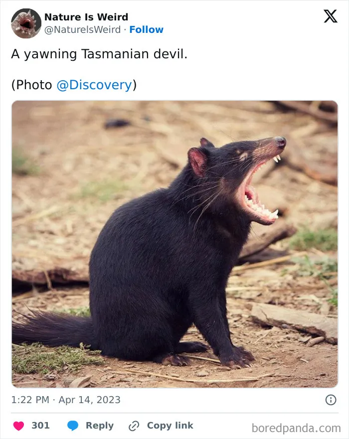 42 Rare Photos That Prove Most Of Us Have No Idea How Wild This Planet Actually Is