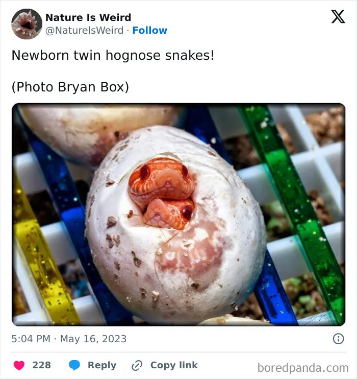 42 Rare Photos That Prove Most Of Us Have No Idea How Wild This Planet Actually Is