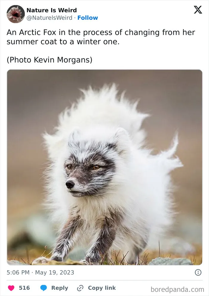 42 Rare Photos That Prove Most Of Us Have No Idea How Wild This Planet Actually Is