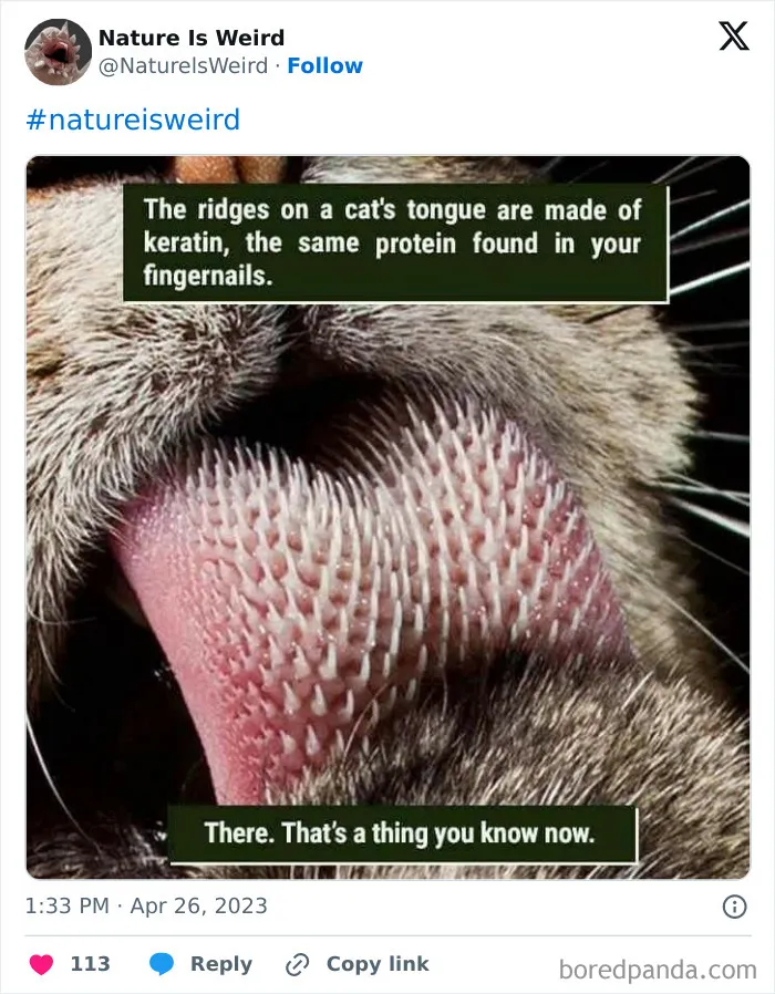 42 Rare Photos That Prove Most Of Us Have No Idea How Wild This Planet Actually Is