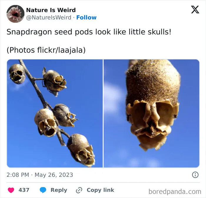 42 Rare Photos That Prove Most Of Us Have No Idea How Wild This Planet Actually Is