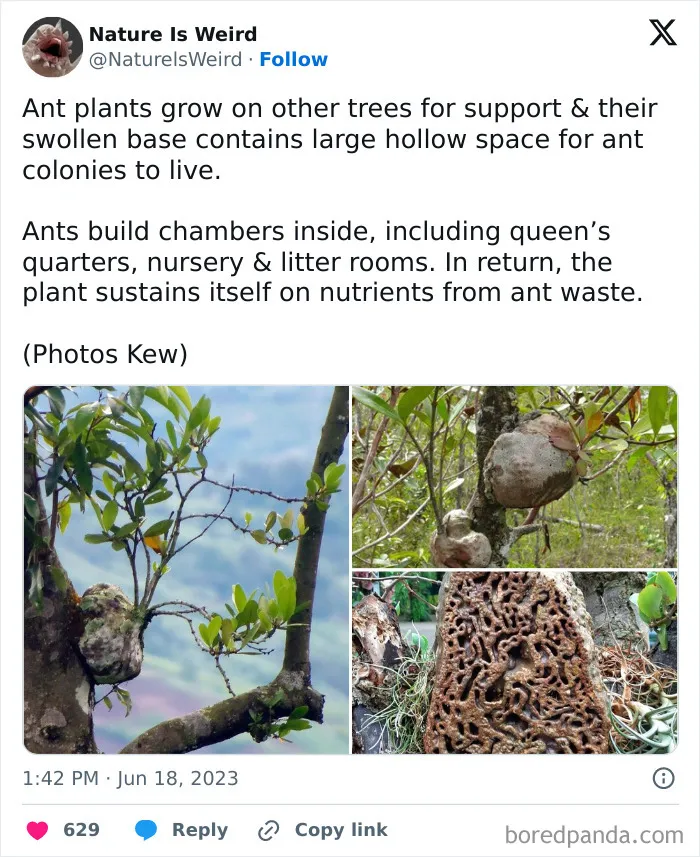 42 Rare Photos That Prove Most Of Us Have No Idea How Wild This Planet Actually Is