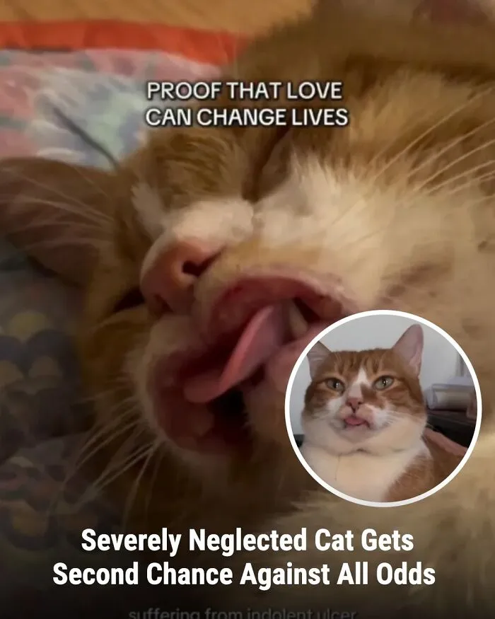 This Page Shared The Stories Of 28 Animals Whose Lives Changed After Someone Finally Came To Help