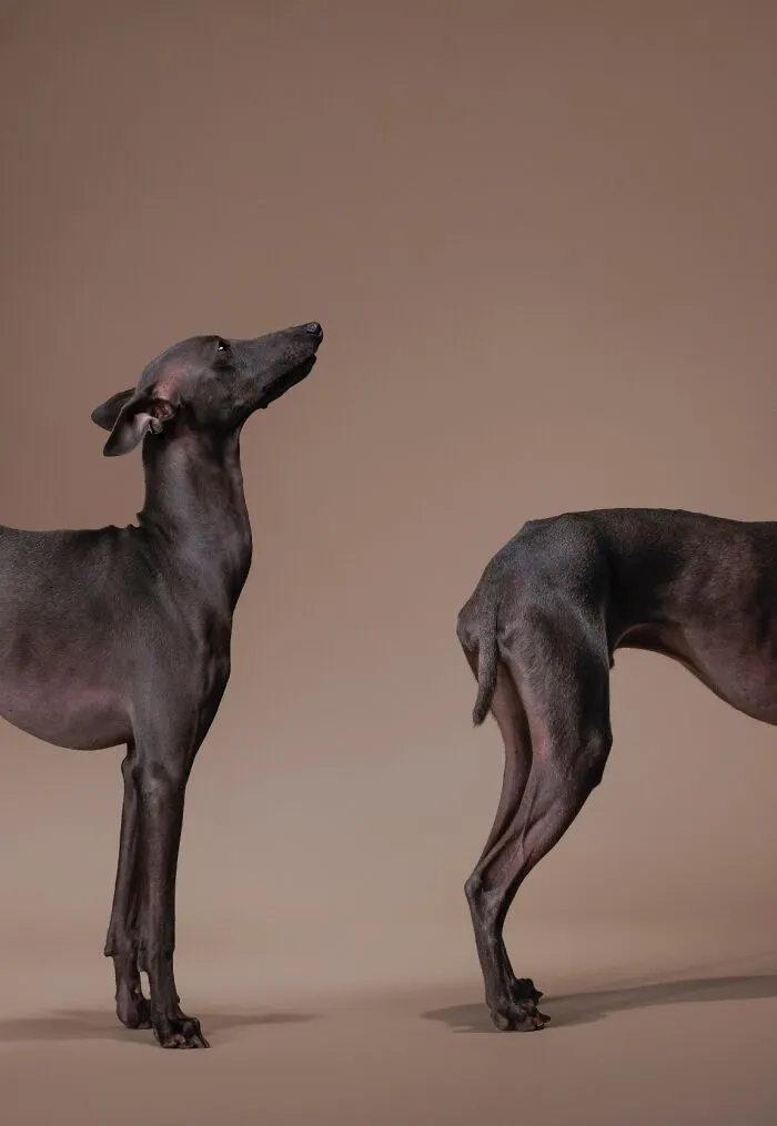 20 Powerful Photos From The 2026 Animal Kingdom Competition By Life Framer