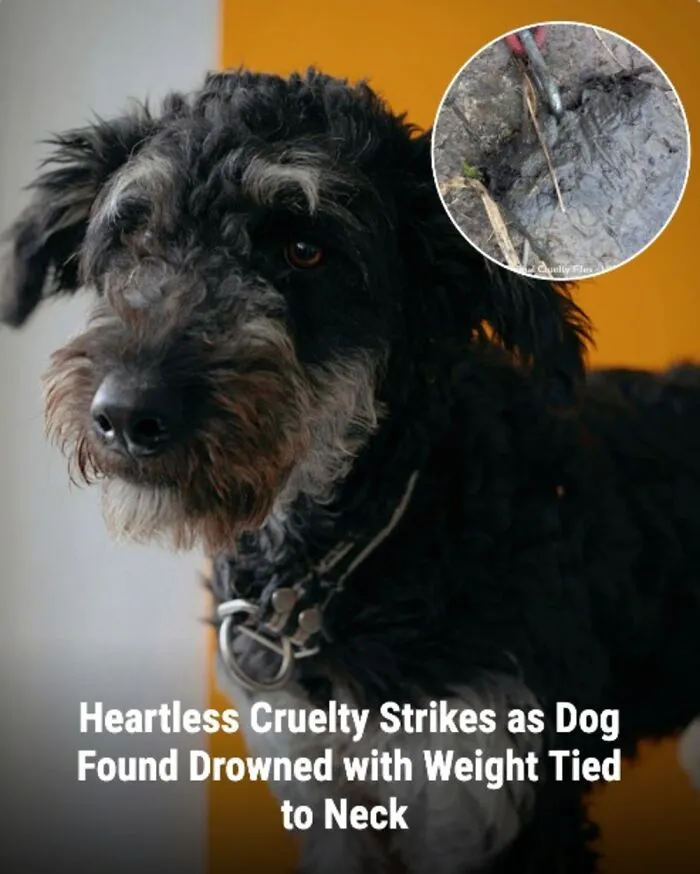 This Page Shared The Stories Of 28 Animals Whose Lives Changed After Someone Finally Came To Help