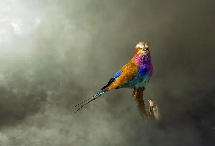 20 Powerful Photos From The 2026 Animal Kingdom Competition By Life Framer
