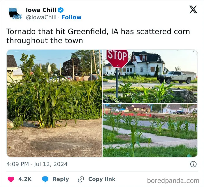 You Know You Live In Iowa When A Tornado Plants Corn All Across Its Path