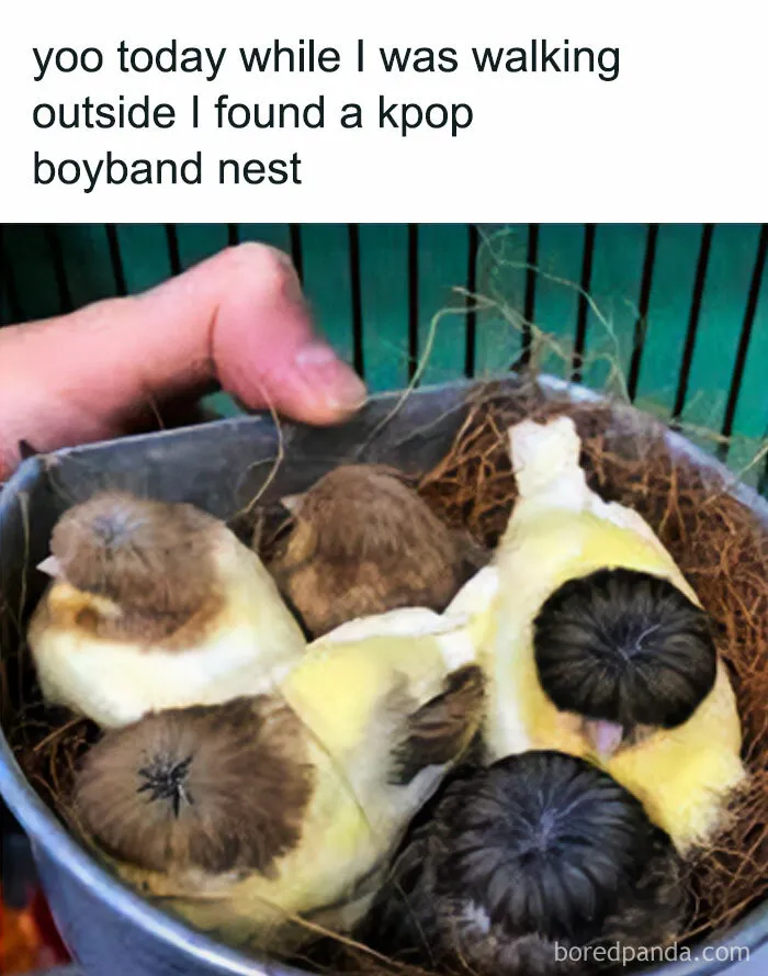 If Nothing Brings You Joy Anymore, Try These 75 Funny And Wholesome Animal Memes
