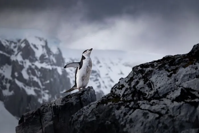 20 Powerful Photos From The 2026 Animal Kingdom Competition By Life Framer