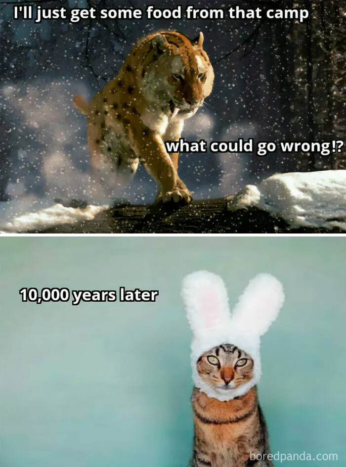 If Nothing Brings You Joy Anymore, Try These 75 Funny And Wholesome Animal Memes