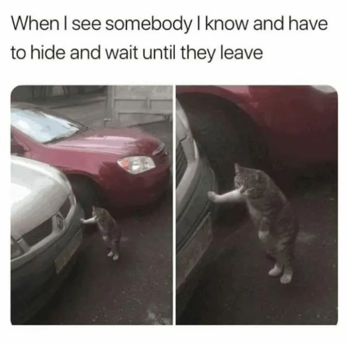 41 Of The Funniest And Cutest Cat Posts Shared By This Page (New Pics)