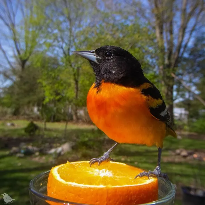 Woman Puts Camera On Bird Feeder In Her Yard To See Who Comes To Visit (30 New Pics)