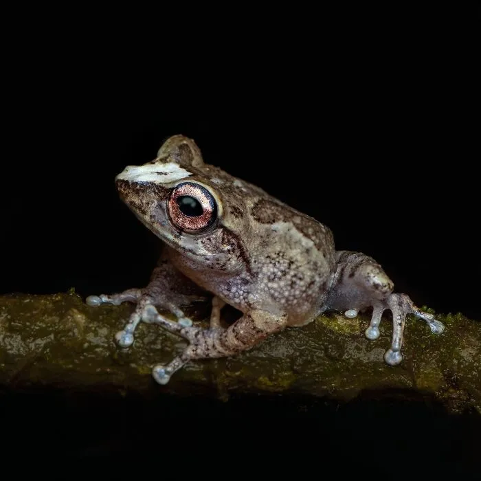 This Photographer Captured The Hidden Beauty Of Frogs In 22 Stunning Shots (New Pics)