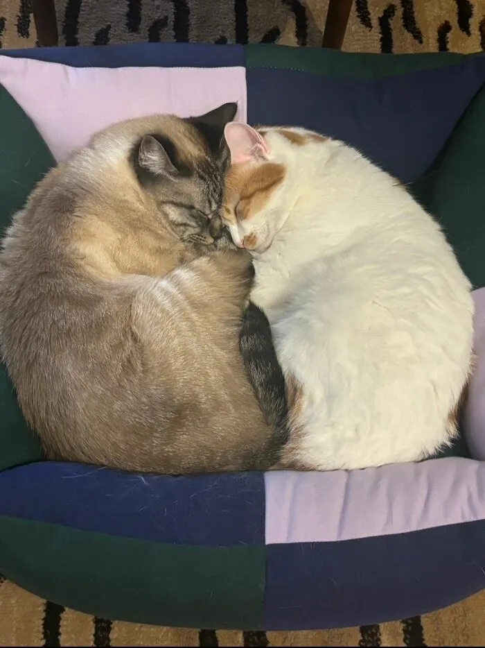 40 Funny Photos Shared By This Page That Prove Cats Are The Internet’s Favorite Tiny Chaotic Creatures