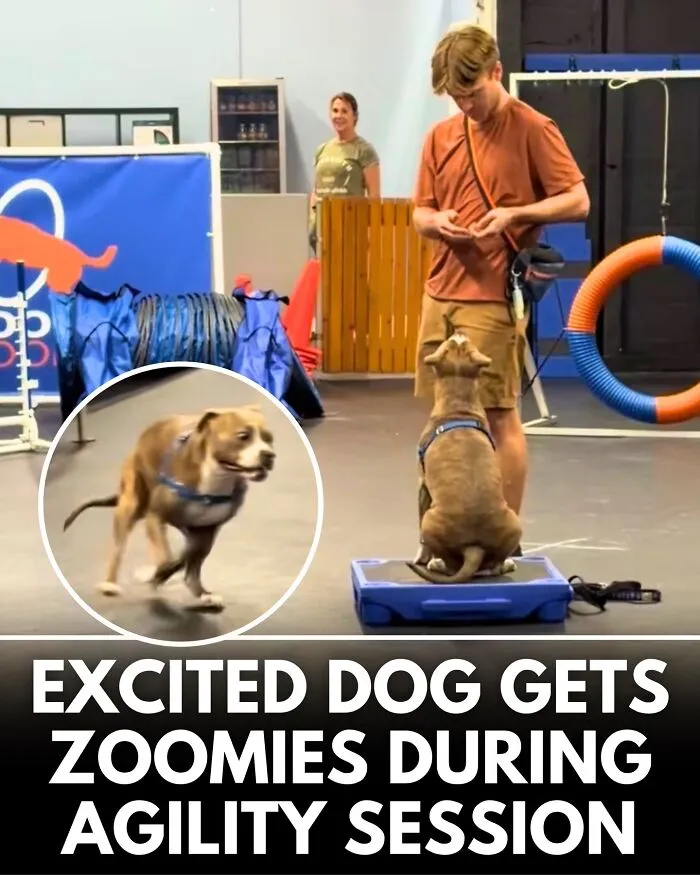 From Rescue Miracles To Emotional Reunions: 32 New Dog Stories Shared By 'We Rate Dogs' 