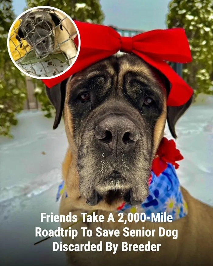 This Page Shared The Stories Of 28 Animals Whose Lives Changed After Someone Finally Came To Help