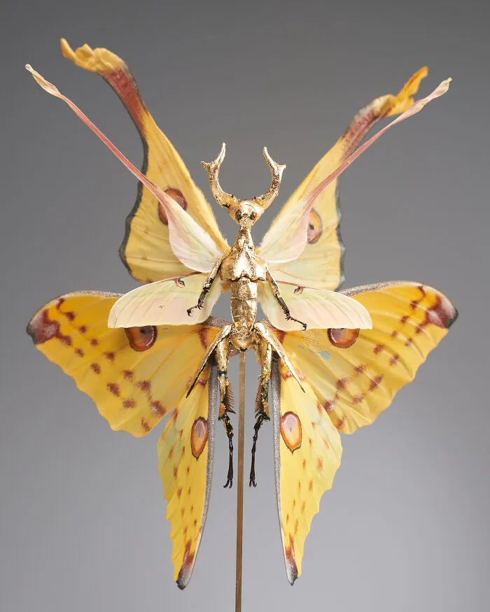 This Artist Creates Surreal Fairies, Floral Skeletons, And Mythical Creatures Out Of Natural Materials (33 Pics)