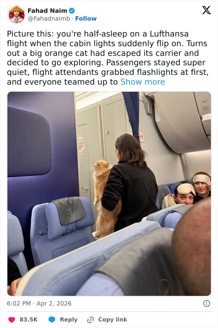 55 Hilariously Accurate Cat Tweets That Every Cat Owner Should Recognize Immediately