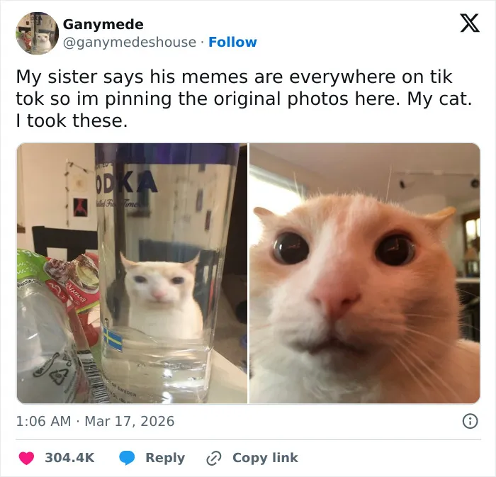 55 Hilariously Accurate Cat Tweets That Every Cat Owner Should Recognize Immediately