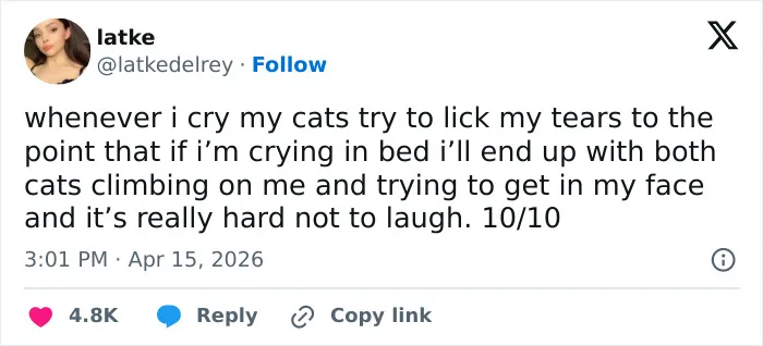 55 Hilariously Accurate Cat Tweets That Every Cat Owner Should Recognize Immediately
