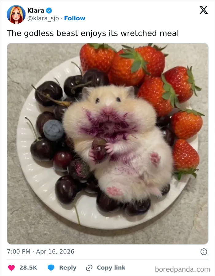 70 Randomly Funny Memes To Fix Your Mood