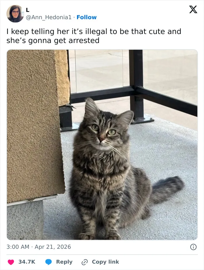 55 Hilariously Accurate Cat Tweets That Every Cat Owner Should Recognize Immediately