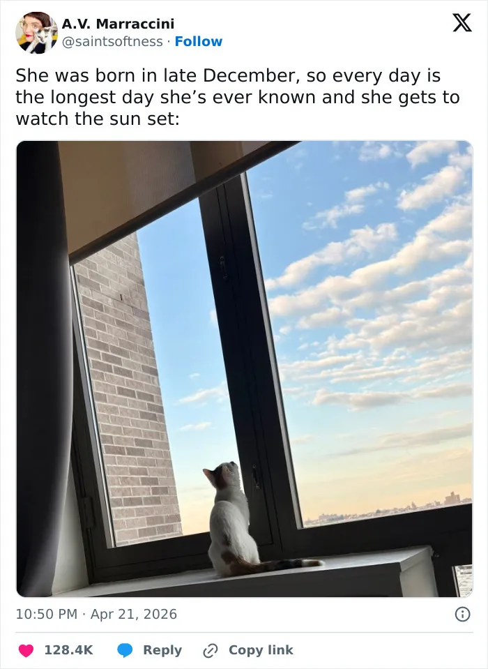 55 Hilariously Accurate Cat Tweets That Every Cat Owner Should Recognize Immediately