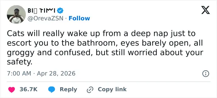 55 Hilariously Accurate Cat Tweets That Every Cat Owner Should Recognize Immediately