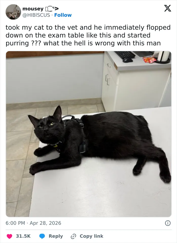 55 Hilariously Accurate Cat Tweets That Every Cat Owner Should Recognize Immediately