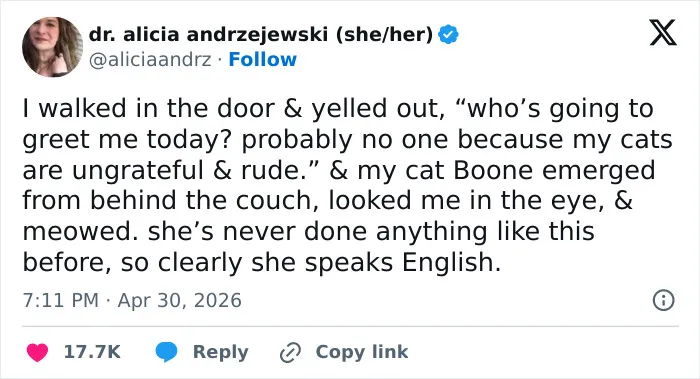 55 Hilariously Accurate Cat Tweets That Every Cat Owner Should Recognize Immediately