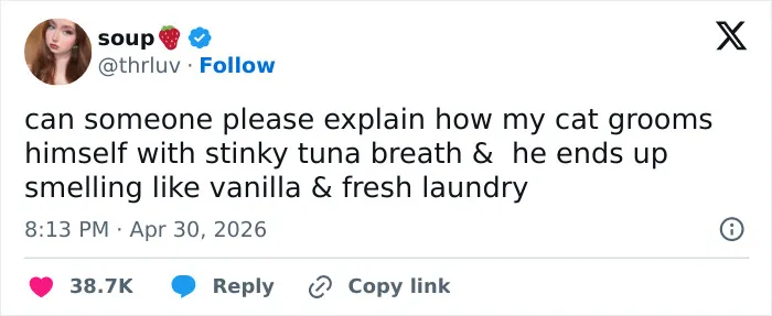 55 Hilariously Accurate Cat Tweets That Every Cat Owner Should Recognize Immediately