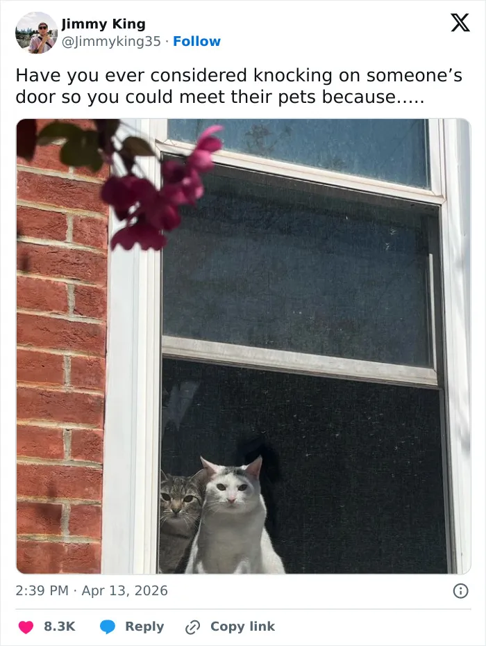 55 Hilariously Accurate Cat Tweets That Every Cat Owner Should Recognize Immediately