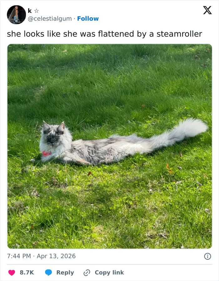 55 Hilariously Accurate Cat Tweets That Every Cat Owner Should Recognize Immediately