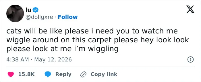 A funny tweet about cats saying, "please i need you to watch me wiggle around on this carpet please hey look look please look at me i'm wiggling." This highlights cats' adorable, weird, and emotionally manipulative nature.