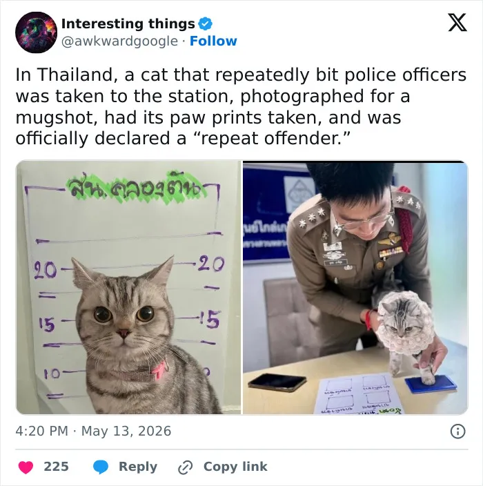 Funny tweets show a cat mugshot and paw prints being taken at a police station, highlighting how cats are weird.